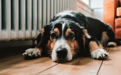 Pet-Friendly Heating Tips: Keeping Your Furry Friends Cozy in Montana Winters